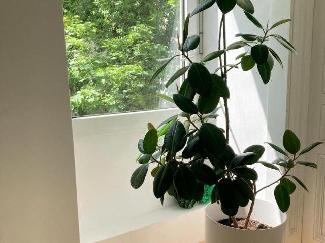 Wohnung 1 Schlafzimmer Zu Vermieten Vienna Vienna 1250 ES95114135