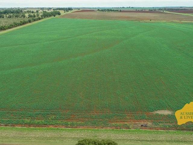 Wow! Some of the best volcanic red soil in the South Burnett