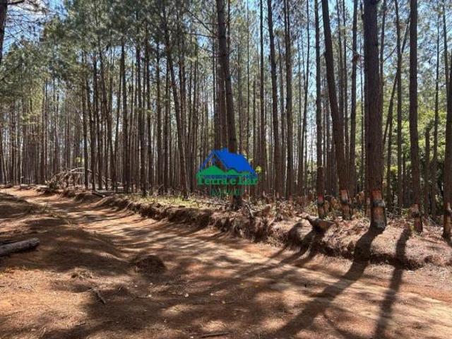 🌲  FAZENDA COM 129 HECTARES EM SERRANOS – SUL DE MINAS GERAIS