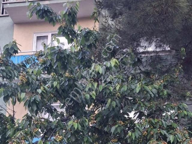 Yeşilırmak Mahallesinde 3+1 Kiralık Daire/vadi Emlak