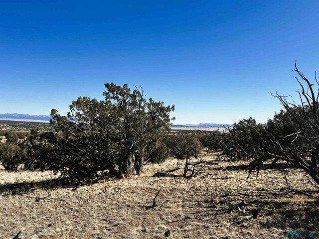 Tanglewood, Datil, NM 87821