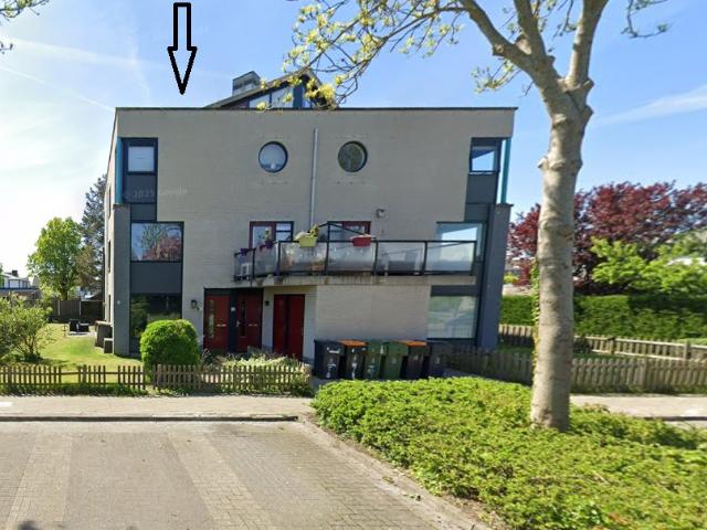 Zwarte Kaaiman 12