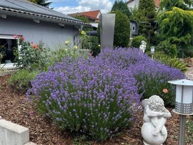Zu Verkaufen 12 Schlafzimmer Haus Zweibrücken, Pfalz Deutschland DS96273378