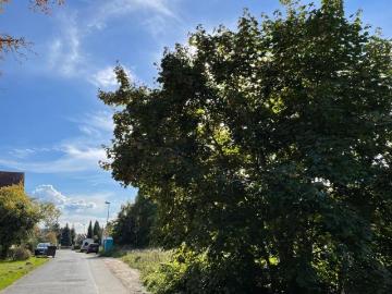 Zirkusstraße, Pirnaische Vorstadt, Altstadt, Dresden