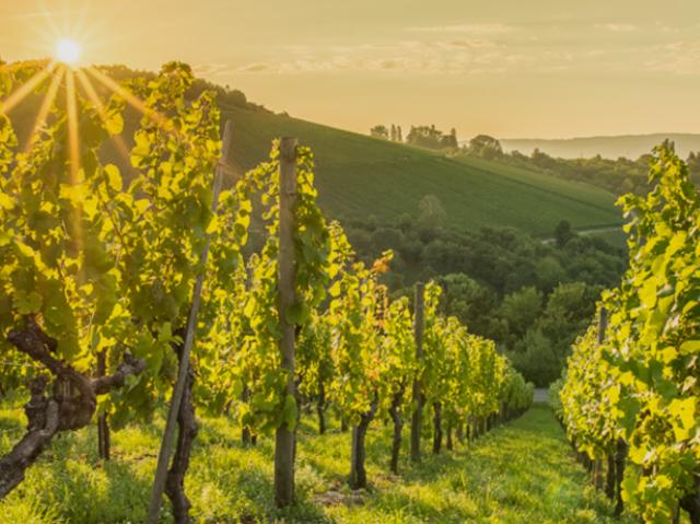 Zu Verkaufen Haus Steiermark Steiermark DS105744275