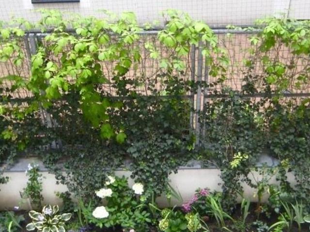Zu Vermieten 3 Schlafzimmer Wohnung Wien Wien DS105055838