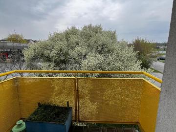 Zu Vermieten 1 Schlafzimmer Wohnung Zistersdorf AUT DS101214454