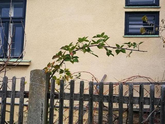 Zu Vermieten 2 Schlafzimmer Haus Asparn An Der Zaya AUT DLS100666717