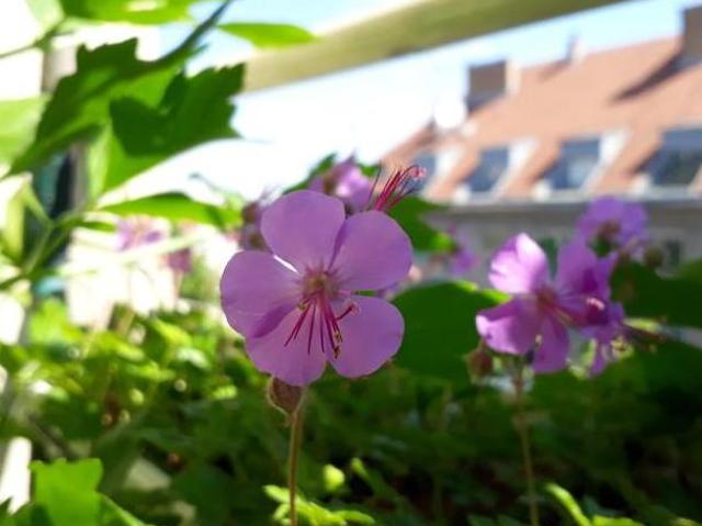 Zu Vermieten 2 Schlafzimmer Wohnung Wien Wien DS105090288