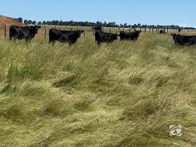 A Genuine Large Scale Grazing Asset in a Tightly Held Region