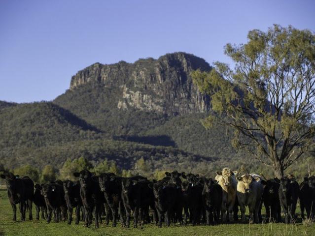 A Landmark High Rainfall Grazing Enterprise 'Tanamera'