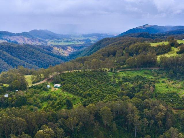 A PRODUCTIVE PLANTATION IN A REMARKABLE NATURAL SETTING Approx. 87.85ha