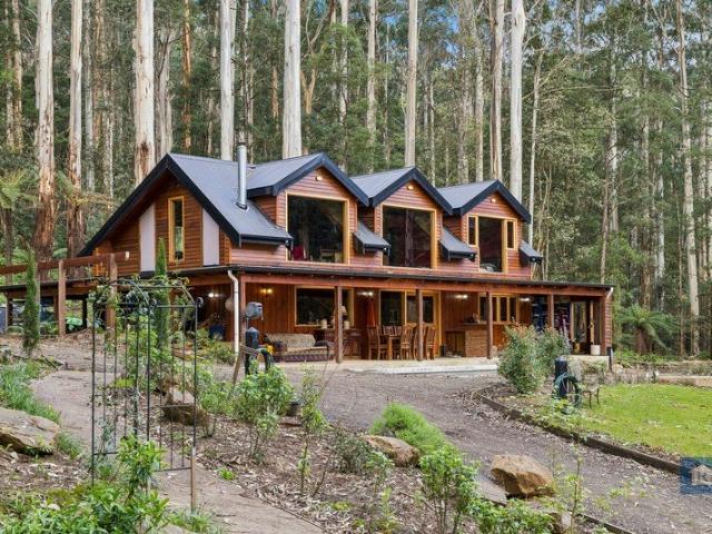 A Rare Find Deep in the Otways