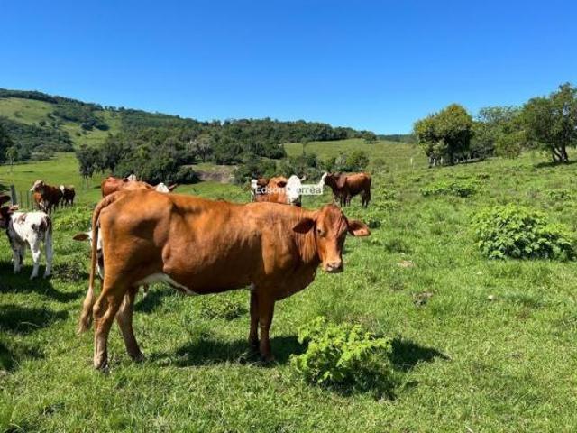 ÁREA PARA PECUARIA