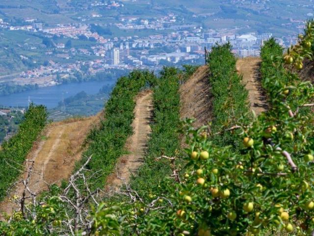 Terreno à venda Lamego, Viseu
