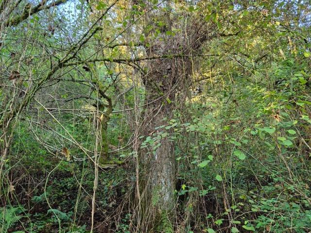 A vendre BOIS 16281 m2 SALIES DE BEARN 64