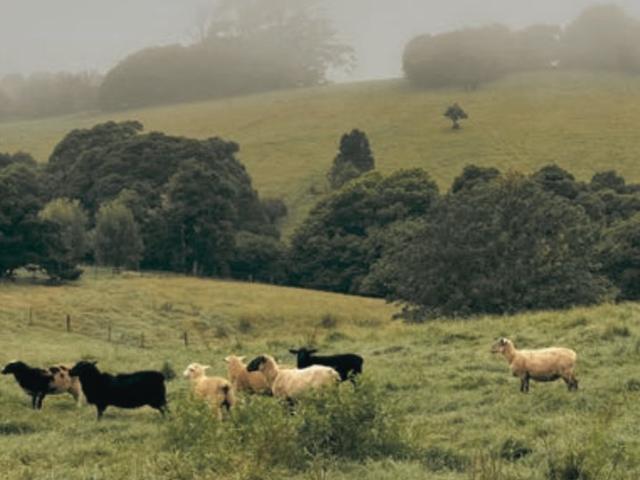 Acreage size land lots with level building pads and services provided