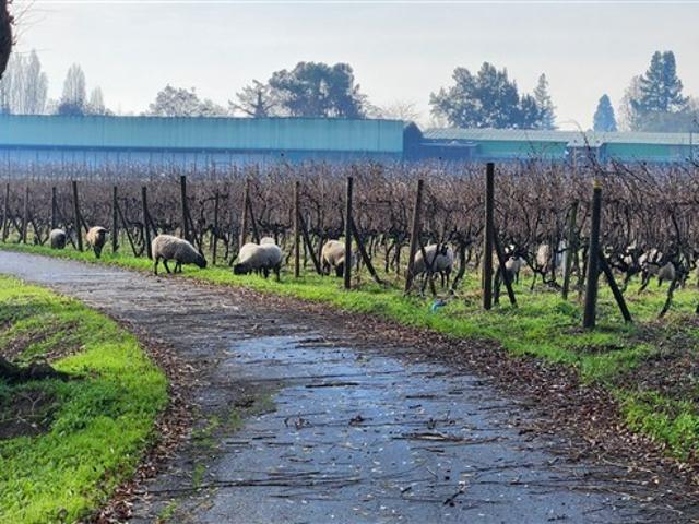 Agrícola en Venta en Curicó