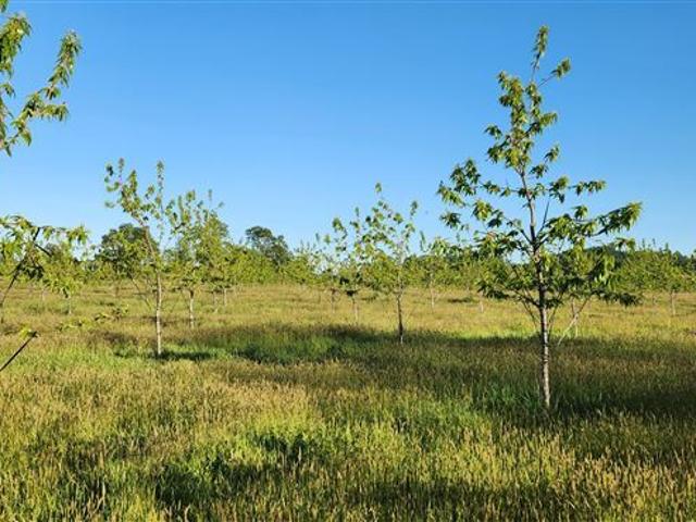 Agrícola en Venta en La Junta