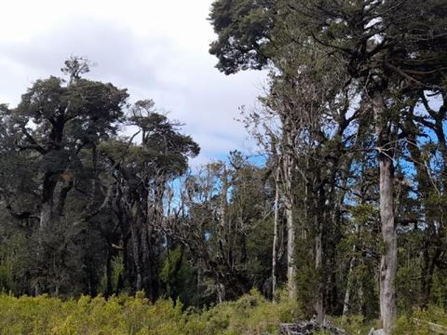 Agrícola en Venta en lado Parque Eolico San Pedro