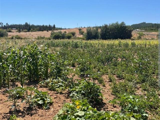 Agrícola en Venta en los sauces