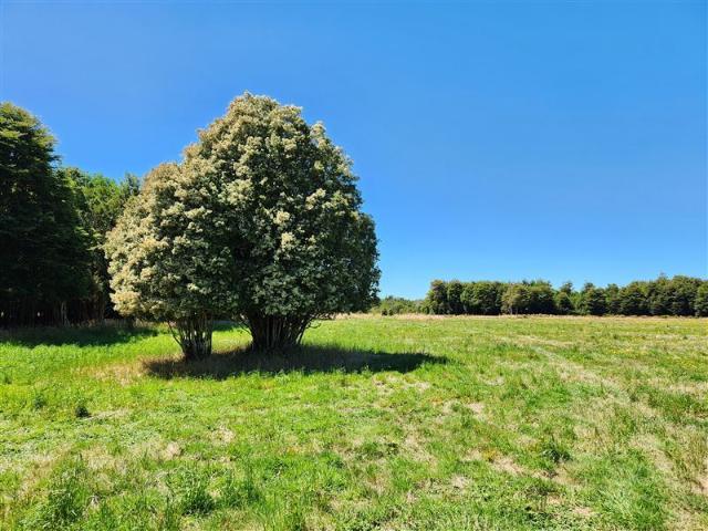 Agrícola en Venta en Nueva Braunau