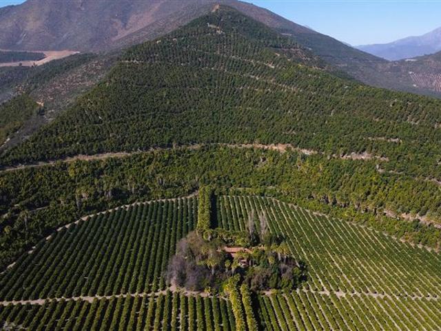 Agrícola en Venta en Panquehue, V región