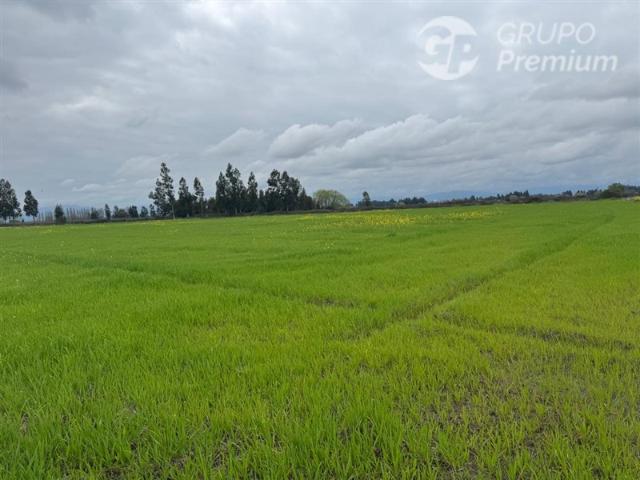 Agrícola en Venta en Peralillo