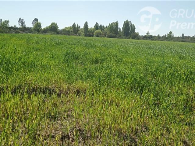 Agrícola en Arriendo en Longaví