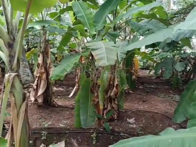Agricultural Land in Tandavapura for resale Mysore. The reference number is 21012204