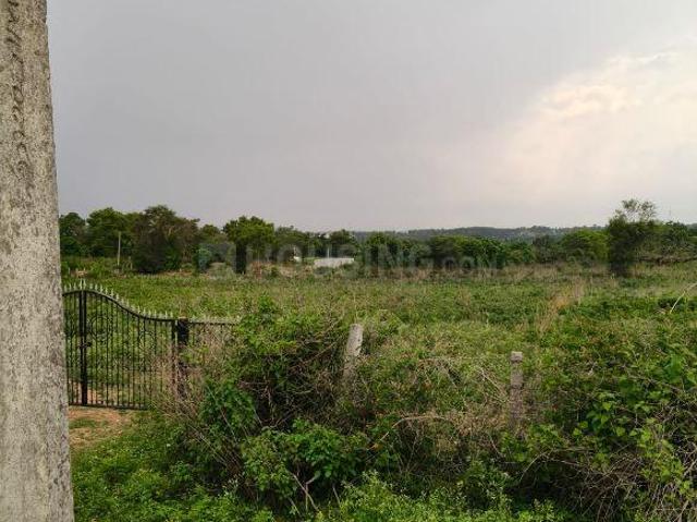 Agricultural Land in Thaluru for resale Mysore. The reference number is 20997092