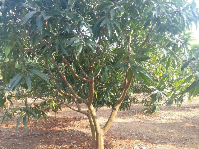Agricultural Land in Trimbak for resale Nashik. The reference number is 19060806