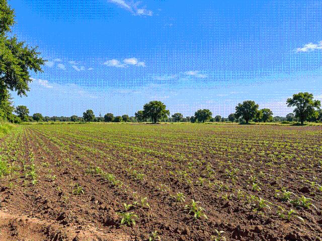Agricultural Land in Uvarsad for resale Gandhinagar. The reference number is 21257827