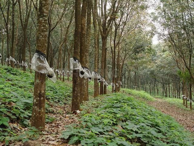 Agricultural Land in Vadakkencherry for resale Palakkad. The reference number is 20980917
