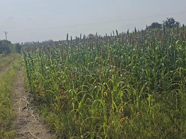 Agricultural Land in Wagholi for resale Pune. The reference number is 21113475
