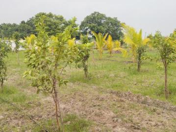 Agricultural Land in Walajabad for resale Chennai. The reference number is 18994598