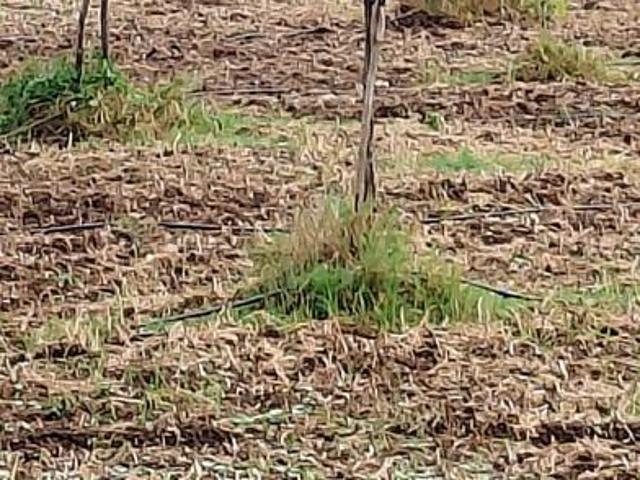 Agricultural Land in Walajabad for resale Chennai. The reference number is 19046263