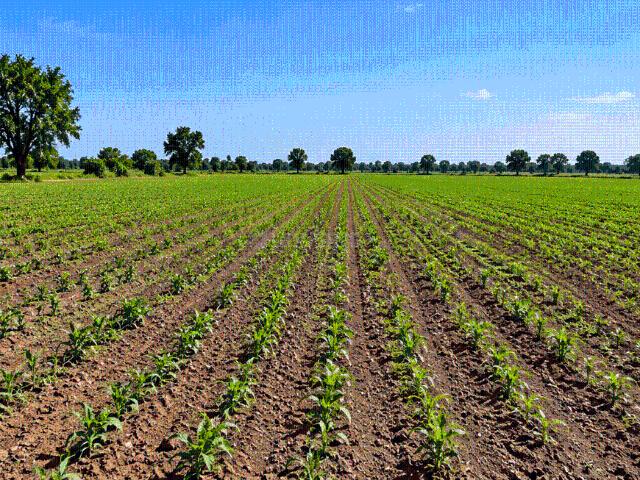 Agricultural Land in Anadej for resale Ahmedabad. The reference number is 21214513
