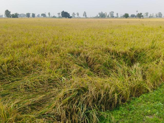 Agricultural Land in Baberpur Mandi for resale Panipat. The reference number is 21329223
