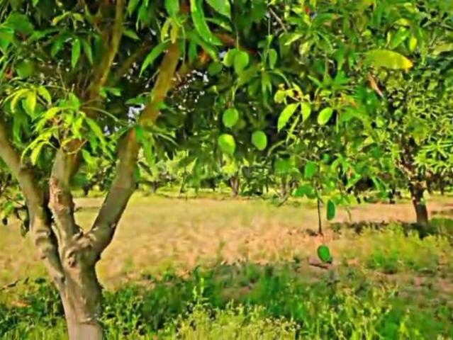 Agricultural Land in Balanagar for resale Mahabubnagar. The reference number is 21172683