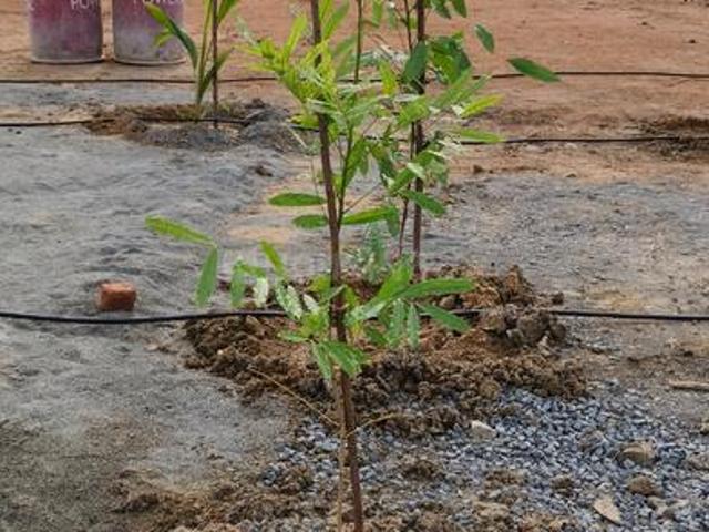 Agricultural Land in Chengalpattu for resale Chennai. The reference number is 21000436