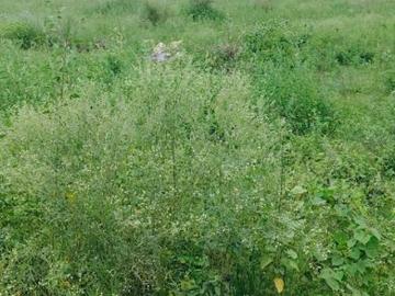 Agricultural Land in Habibpur for resale Greater Noida. The reference number is 19498014