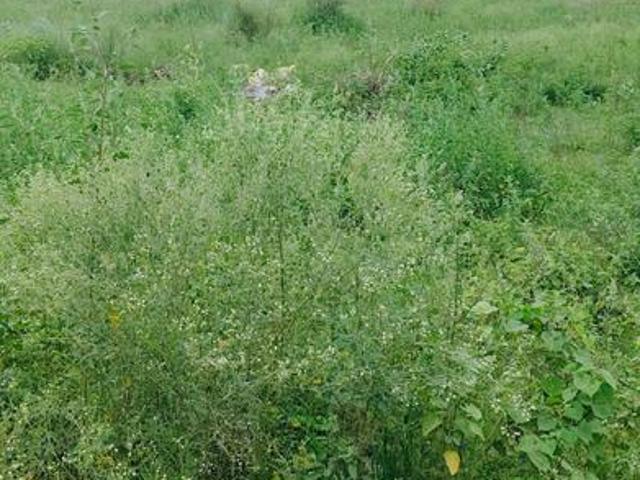 Agricultural Land in Habibpur for resale Greater Noida. The reference number is 19498014
