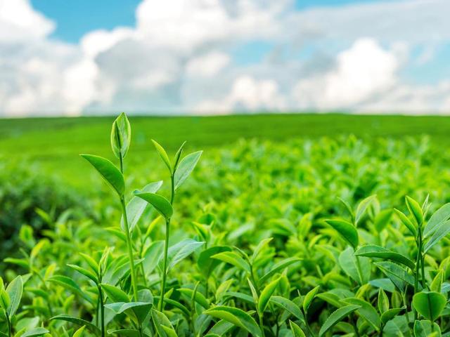 Agricultural Land in Hyder Nagar for resale Hyderabad. The reference number is 10498185