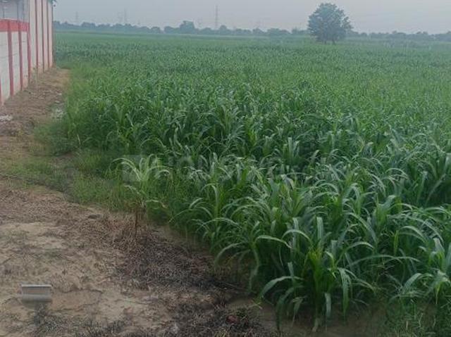 Agricultural Land in Jhajjarrural for resale Jhajjar. The reference number is 21266389