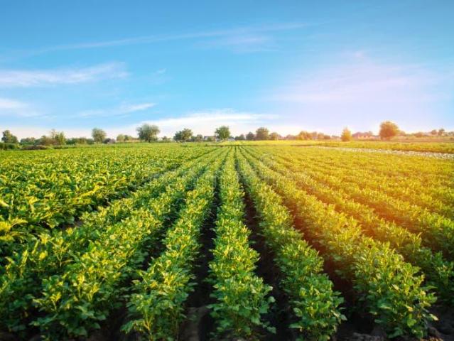 Agricultural Land in Jhajjarrural for resale Jhajjar. The reference number is 21328568