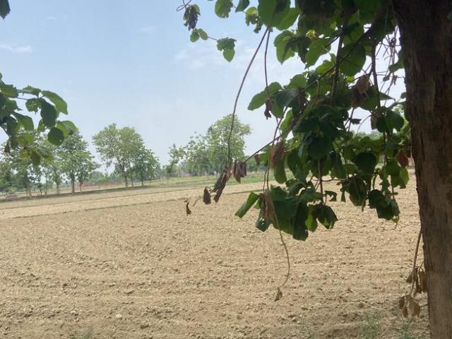 Agricultural Land in Kapseti for resale Varanasi. The reference number is 20444887