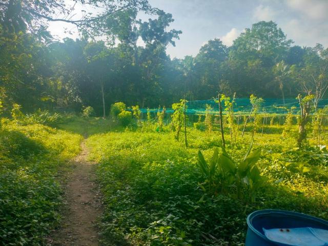 Agricultural Land in Kattilappoovam, Killannur for resale Thrissur. The reference number is 21148944
