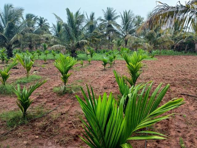 Agricultural Land in Konanakunte for resale Bengaluru. The reference number is 21178227