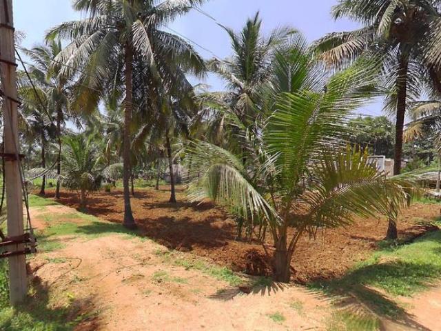Agricultural Land in Kongavanipalem for resale Vizianagaram. The reference number is 20919152